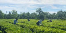 pěstování čajovníků v Gruzii v oblasti Guria - záměrně jsou nahuštěné, aby tam nerostl plevel 1