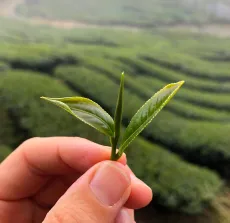 Taiwan - čajová zahrada