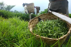 Čerstvě sklizené čaje z Darjeelingu, Taiwanu, Keni, Gruzie, Nilgiris a jiných čajových oblastí