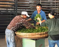 Výroba oolongů na Taiwanu - Alishan - příprava k fázi zavadání lístků uvnitř