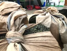 Výroba oolongů na Taiwanu - Alishan - fáze rolování